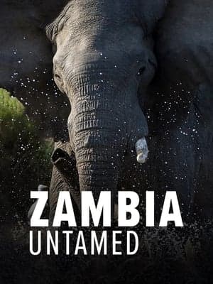 copertina Zambia untamed