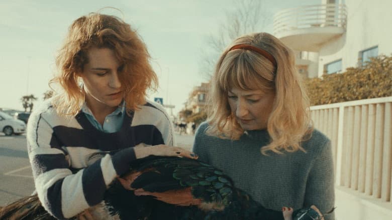 copertina del programma Il paradiso del pavone