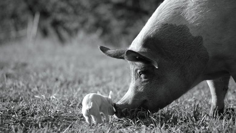 copertina Gunda - Dalla parte degli animali