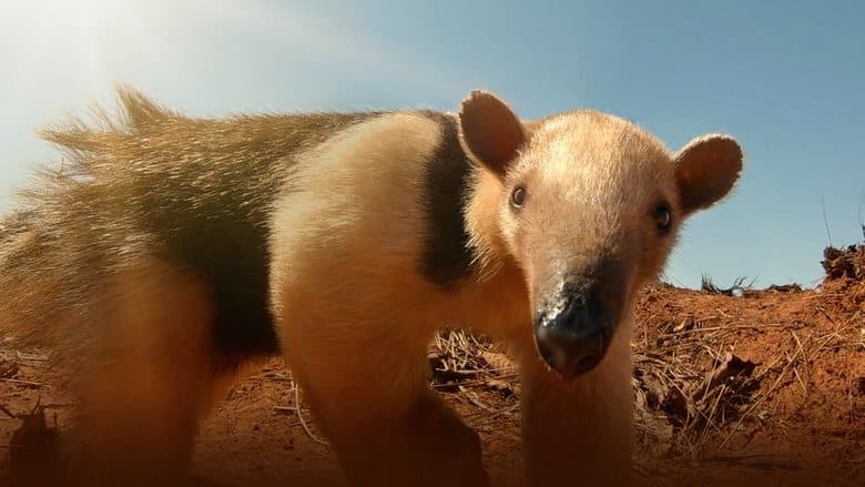 copertina del programma Sud America - Gli animali piu' strani