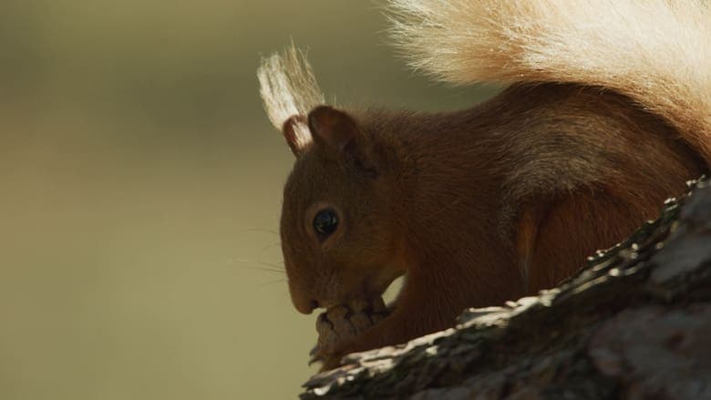 copertina Scozia: Natura selvaggia per quattro stagioni