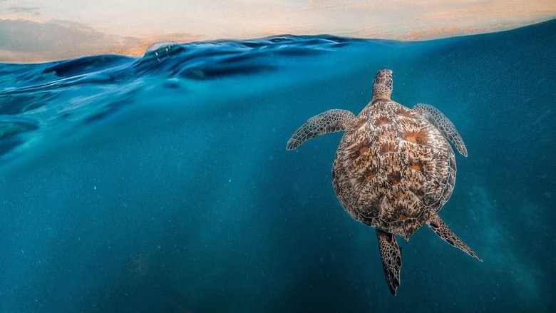 copertina Oman: Meraviglie naturali d'Arabia