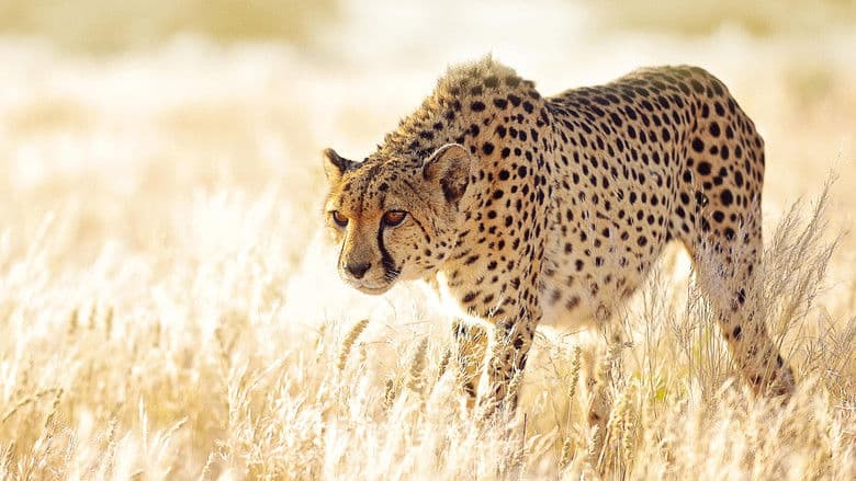 copertina La Caccia Ep. 1 - La Sfida Più Ardua