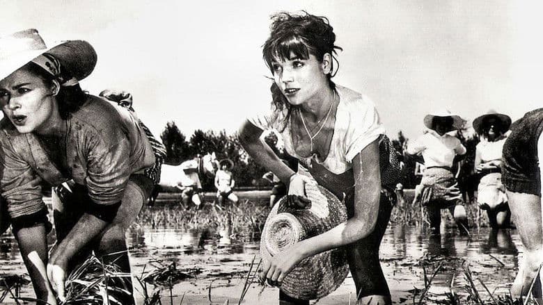 copertina del programma La risaia