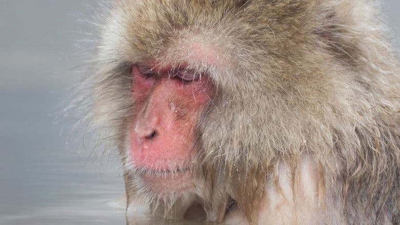 copertina del programma Asia inesplorata