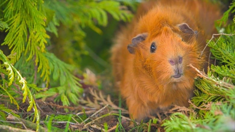 copertina Olga Da Polga - Il 'Sapete Dove'