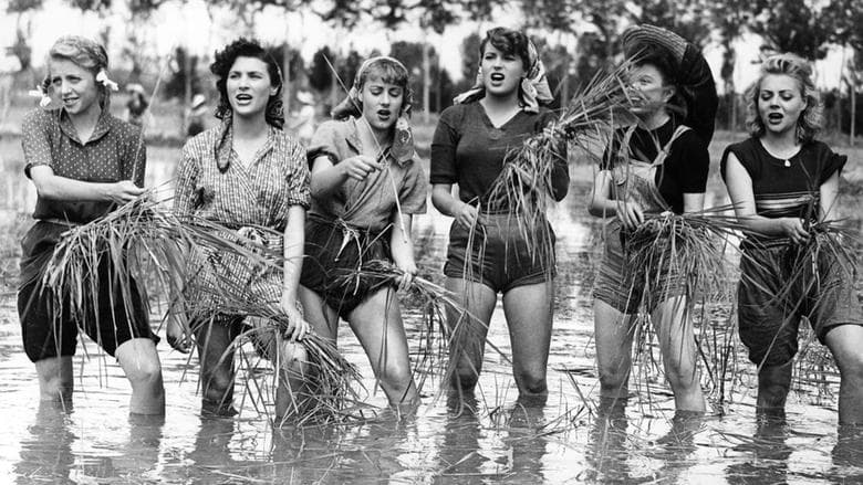 copertina del programma Riso amaro