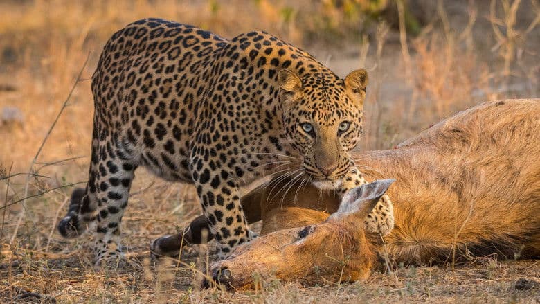 copertina Predatori e prede - L'eterna sfida