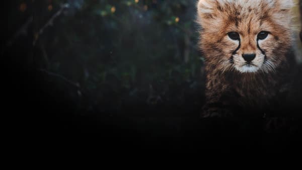 copertina Cuccioli selvaggi