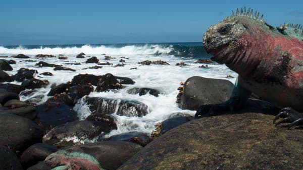 copertina Galapagos Selvagge