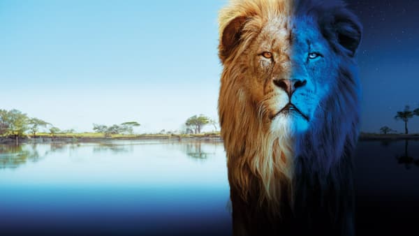 copertina del programma Grandi Felini - Dall'alba Al Tramonto - Stag. 1 Ep. 3 - Grandi Felini - Dall'alba Al Tramonto Ep.03