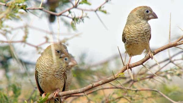 copertina I grandi parchi d'Africa