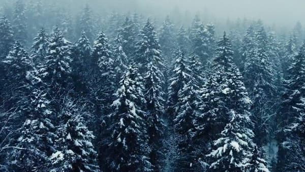 copertina I segreti delle foreste incantate