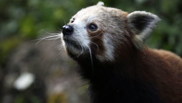 copertina India selvaggia