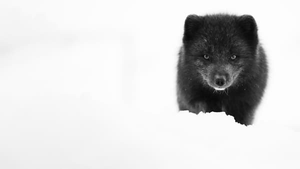 copertina Islanda: Natura selvaggia