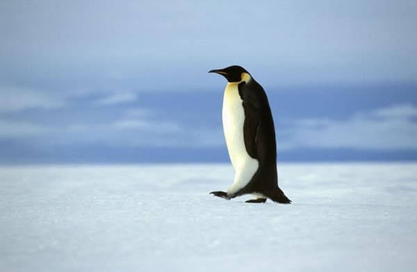 copertina del programma Natural World: Pinguini, benvenuti al Polo Sud