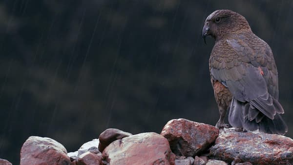 copertina Nuova Zelanda selvaggia