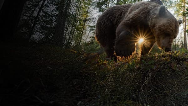 copertina Scandinavia selvaggia