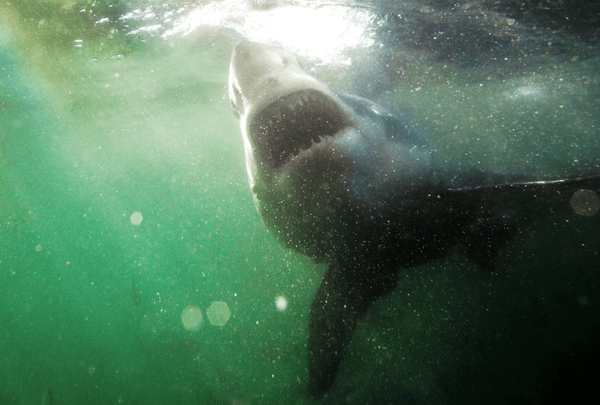 copertina Squali: l'incubo dei surfisti