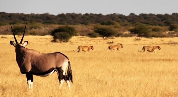 copertina Africa segreta