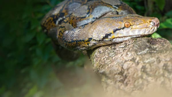 copertina del programma Borneo: regno segreto