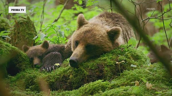 copertina Eden - Pianeta selvaggio