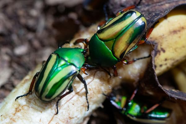 copertina del programma Insect World
