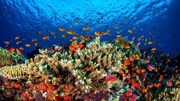 copertina del programma La grande barriera corallina - Il miracolo della natura