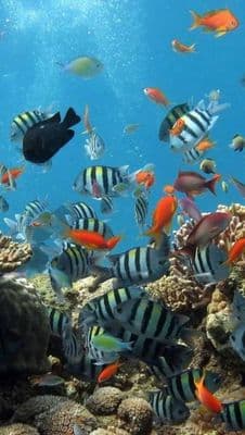 copertina Le meraviglie dell'oceano