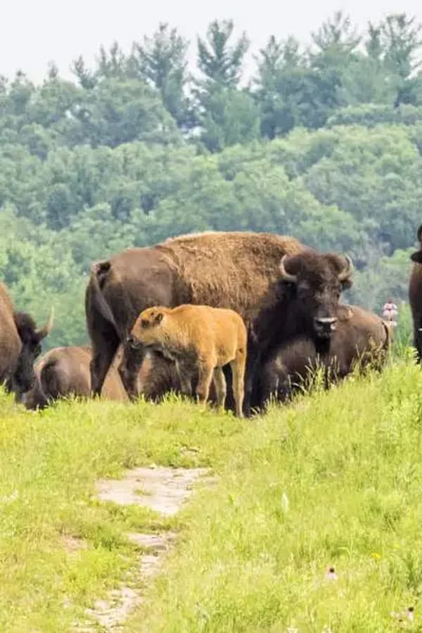 copertina Le meraviglie di Yellowstone