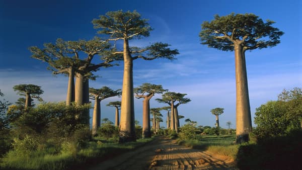 copertina Madagascar