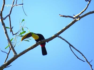 copertina Wild Costa Rica