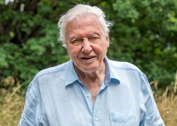 copertina del programma David Attenborough - Alla scoperta delle formiche