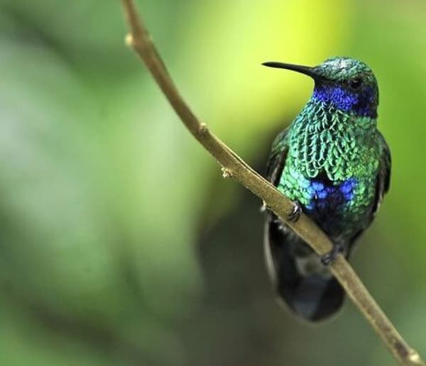 copertina I magici colori della natura