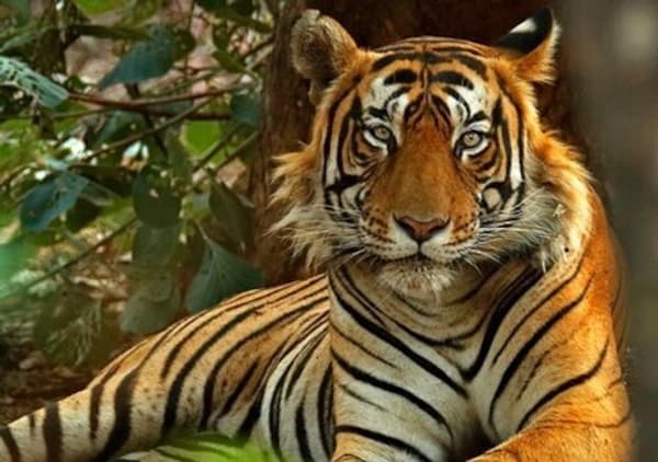 copertina Into the wild: india