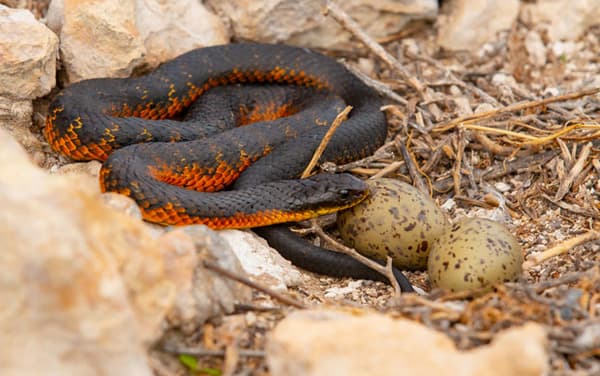 copertina Killer snake Island