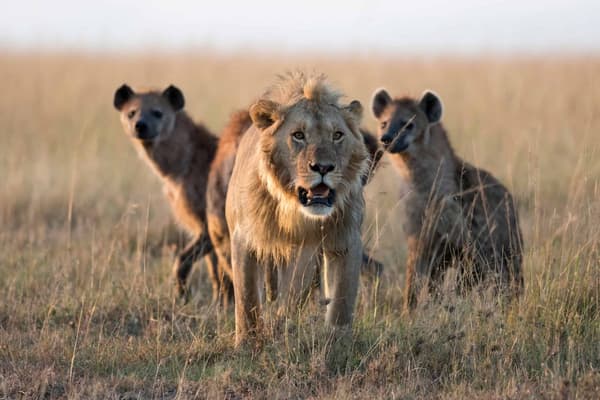 copertina Lions & Hyenas