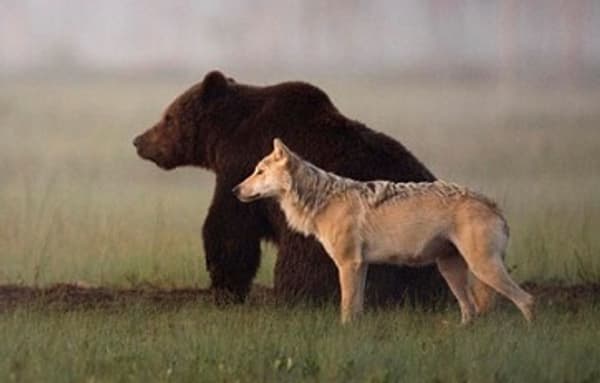 copertina Lupi e orsi: Conosciamo i grandi predatori italiani