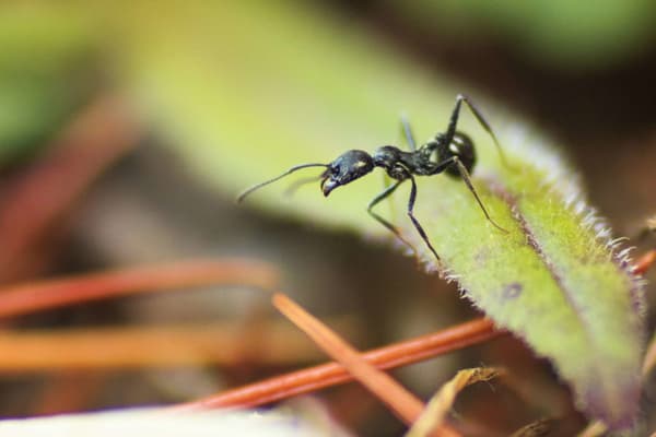 copertina Macro mondi