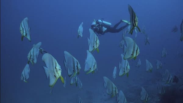 copertina del programma Profondo maldive '26