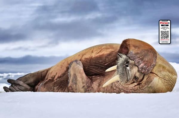 copertina del programma Sonora - il deserto che vive
