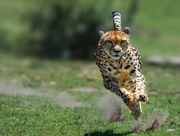copertina del programma Ghepardo: il re della velocita'