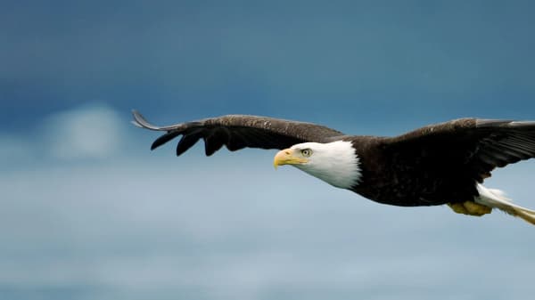 copertina del programma Giustizia selvaggia
