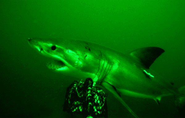 copertina del programma Shark Night