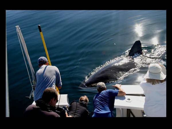 copertina del programma Squali dell'altro mondo