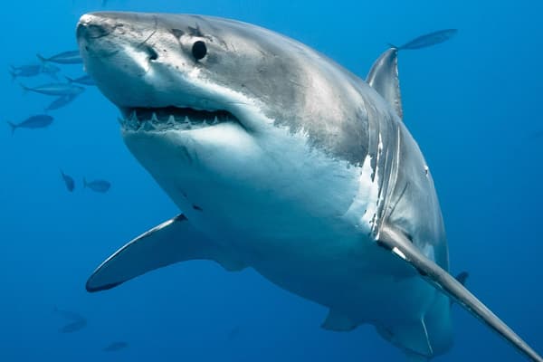 copertina del programma Squali dell'altro mondo