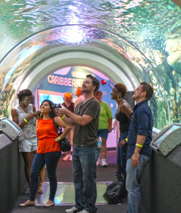 copertina The Aquarium