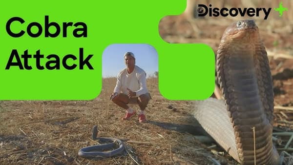 copertina Wild Frank: Africa