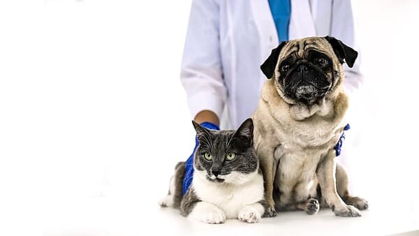 copertina Pet Anatomy - Il Destino Di Poxie