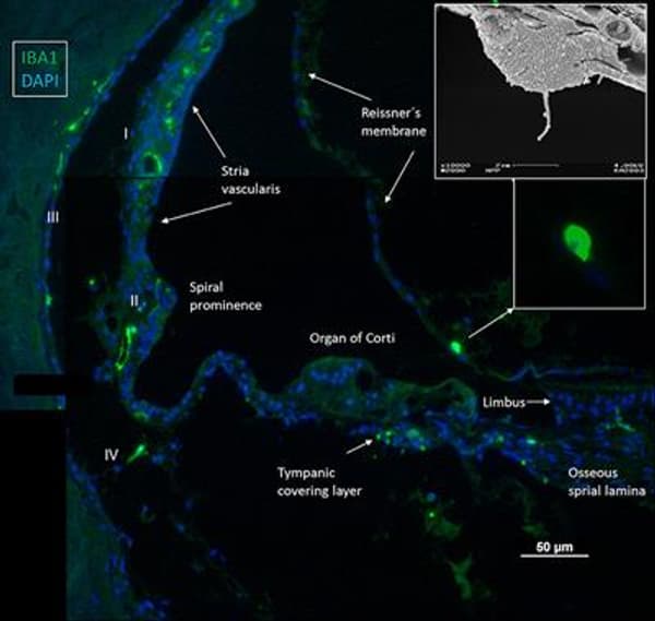 copertina I cortometraggi di David Wark Griffith